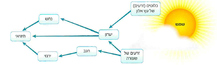(בספר 3 תמונות)